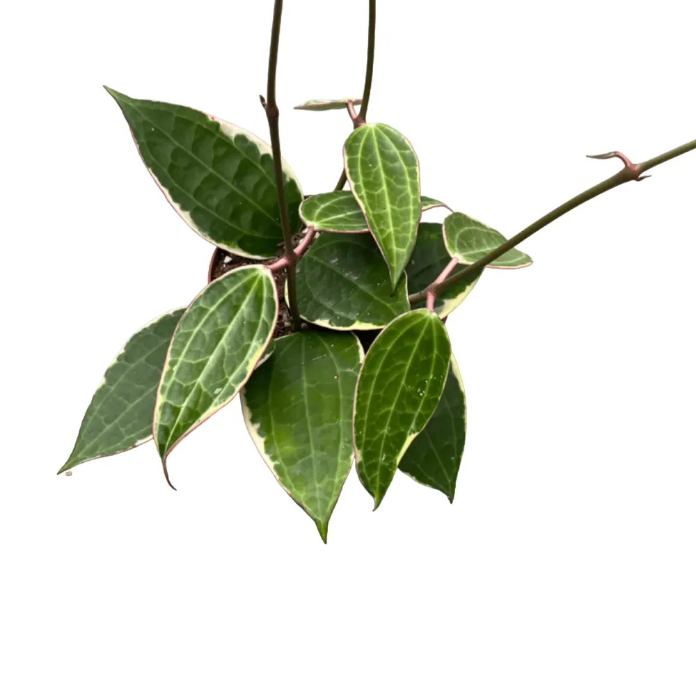 Hoya macrophylla 'Albomarginata'