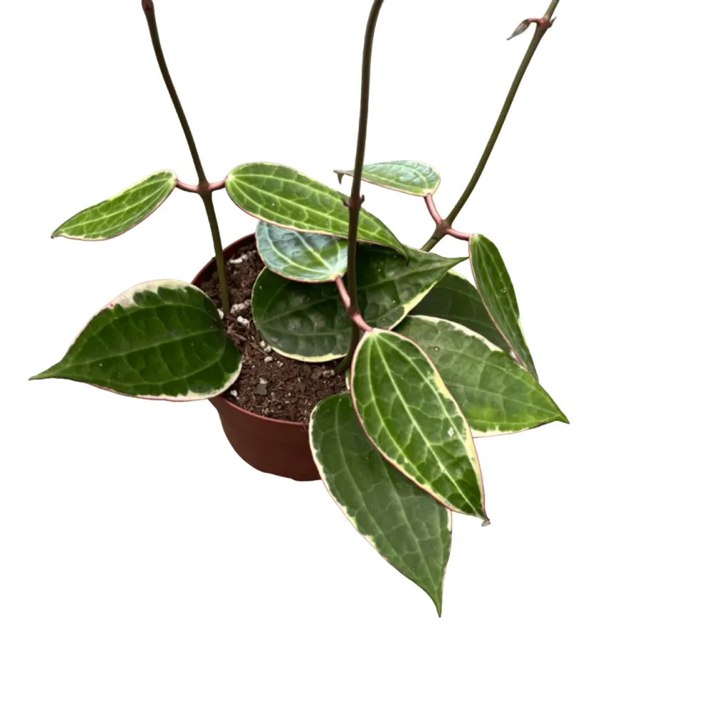 Hoya macrophylla 'Albomarginata'
