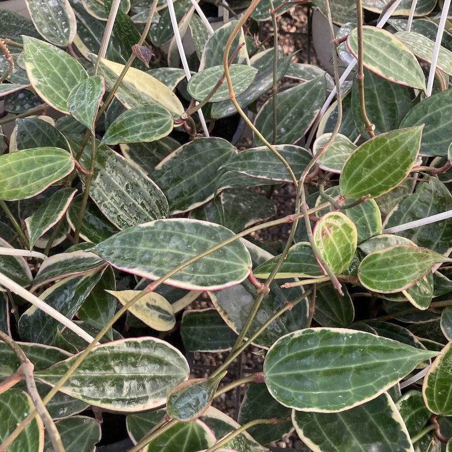 Hoya macrophylla 'Albomarginata'