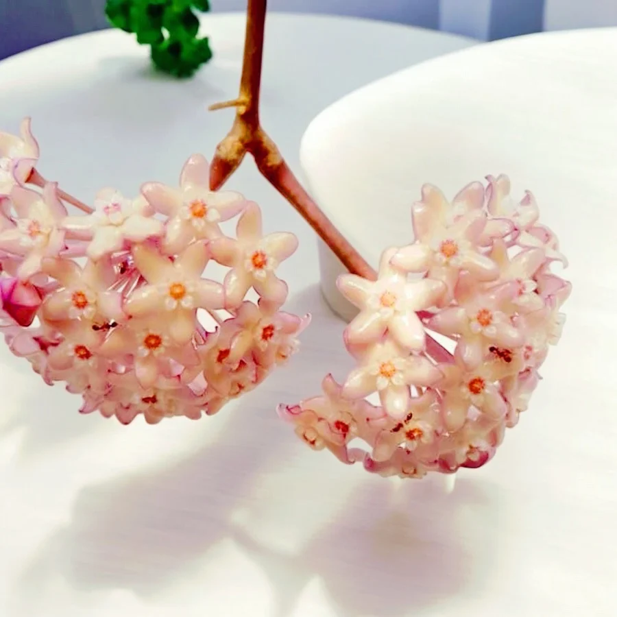 Hoya macrophylla 'Pot Gold' (Variegata) - full pots!