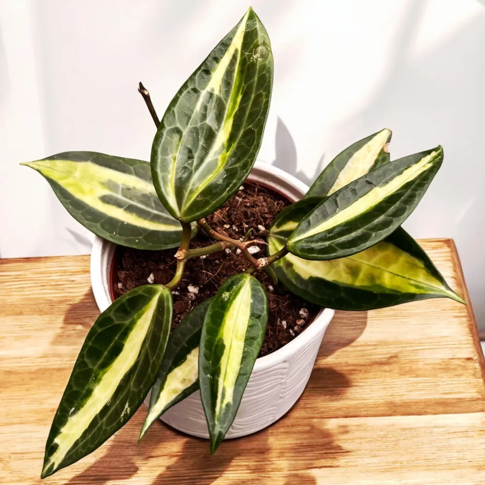 Hoya macrophylla 'Pot Gold' (Variegata) - full pots!