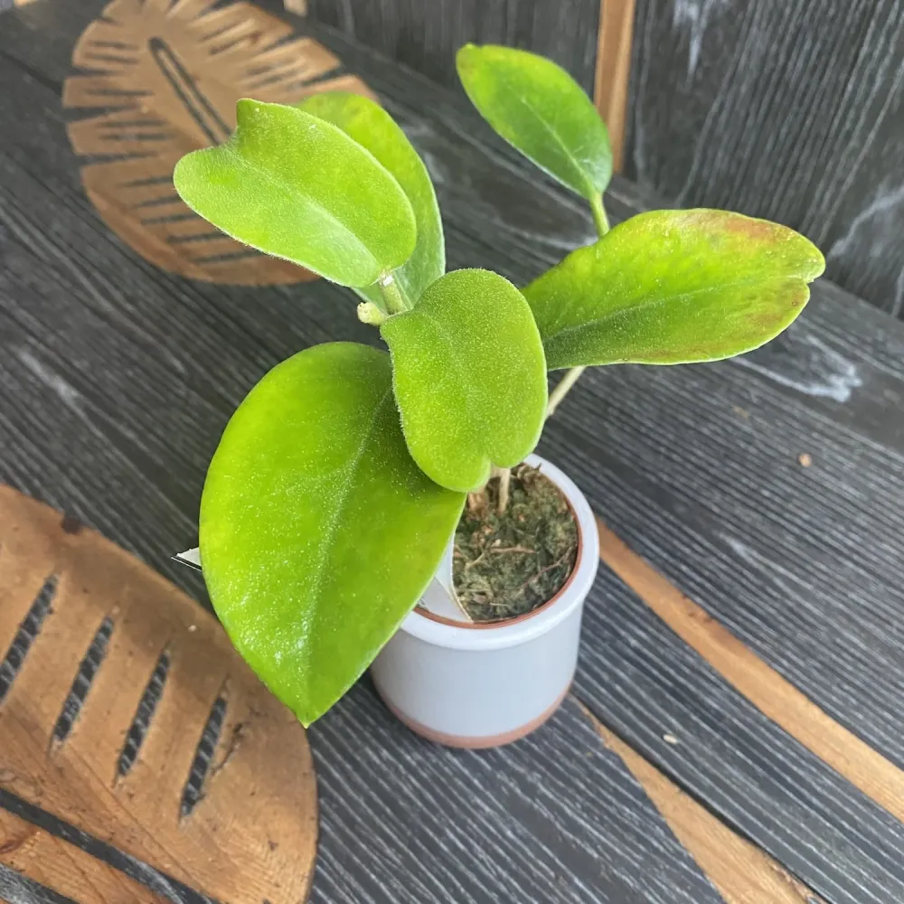 Hoya magnifica