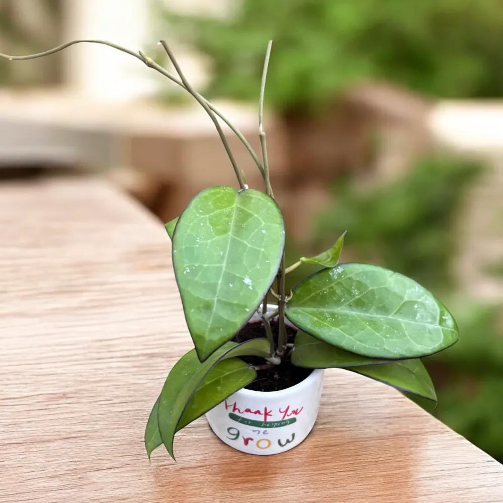 Hoya sp. Malang D6