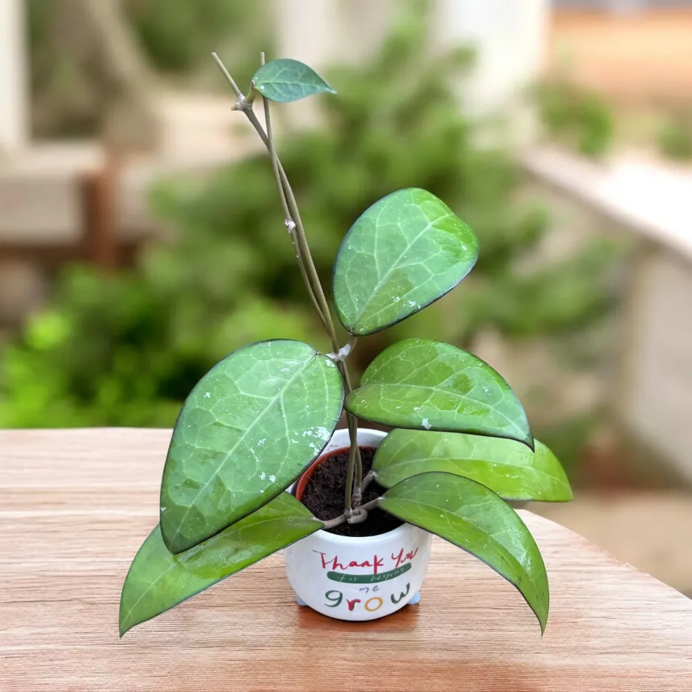 Hoya sp. Malang D6