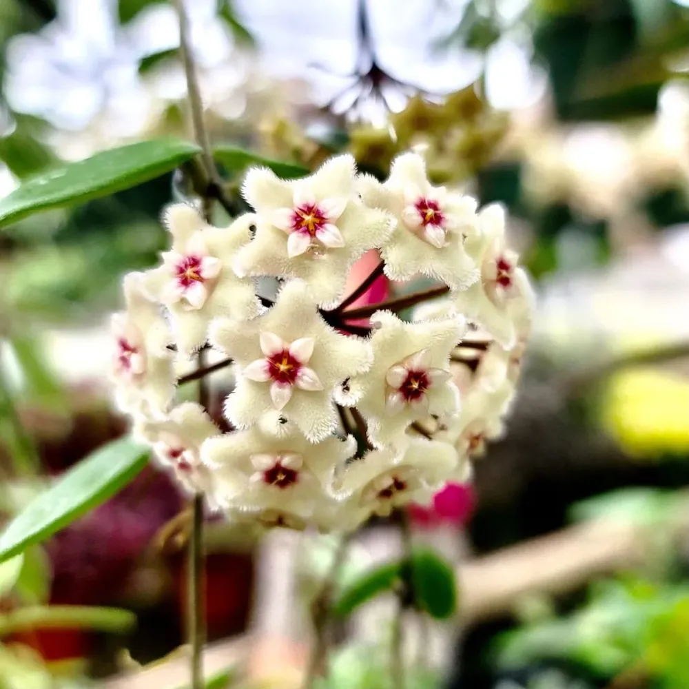 Hoya Mathilde 'Splash' D9 - parfumata