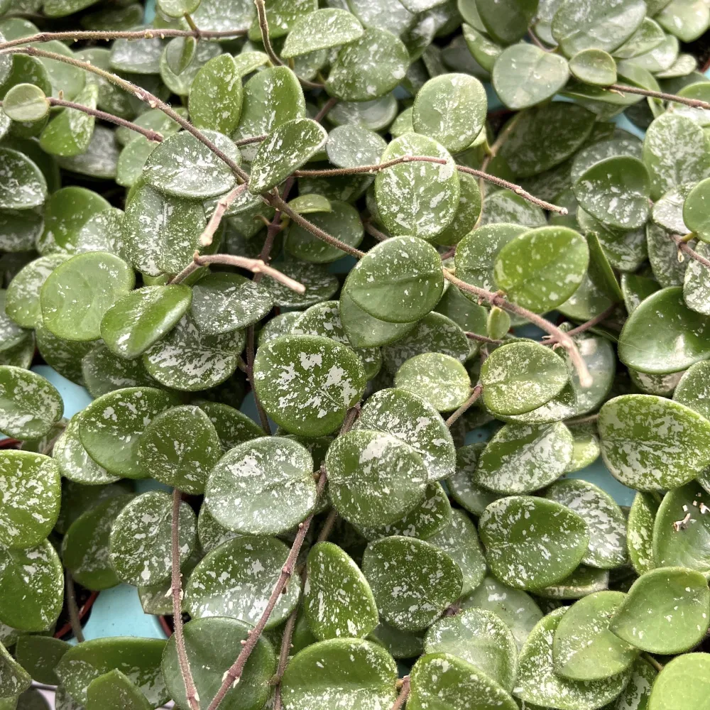Hoya Mathilde 'Splash' D6 - parfumata