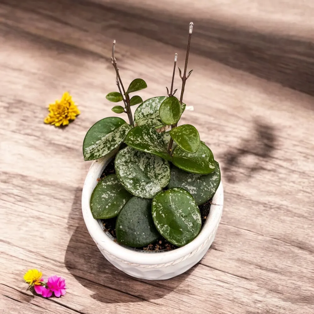 Hoya Mathilde 'Splash' D6 - parfumata