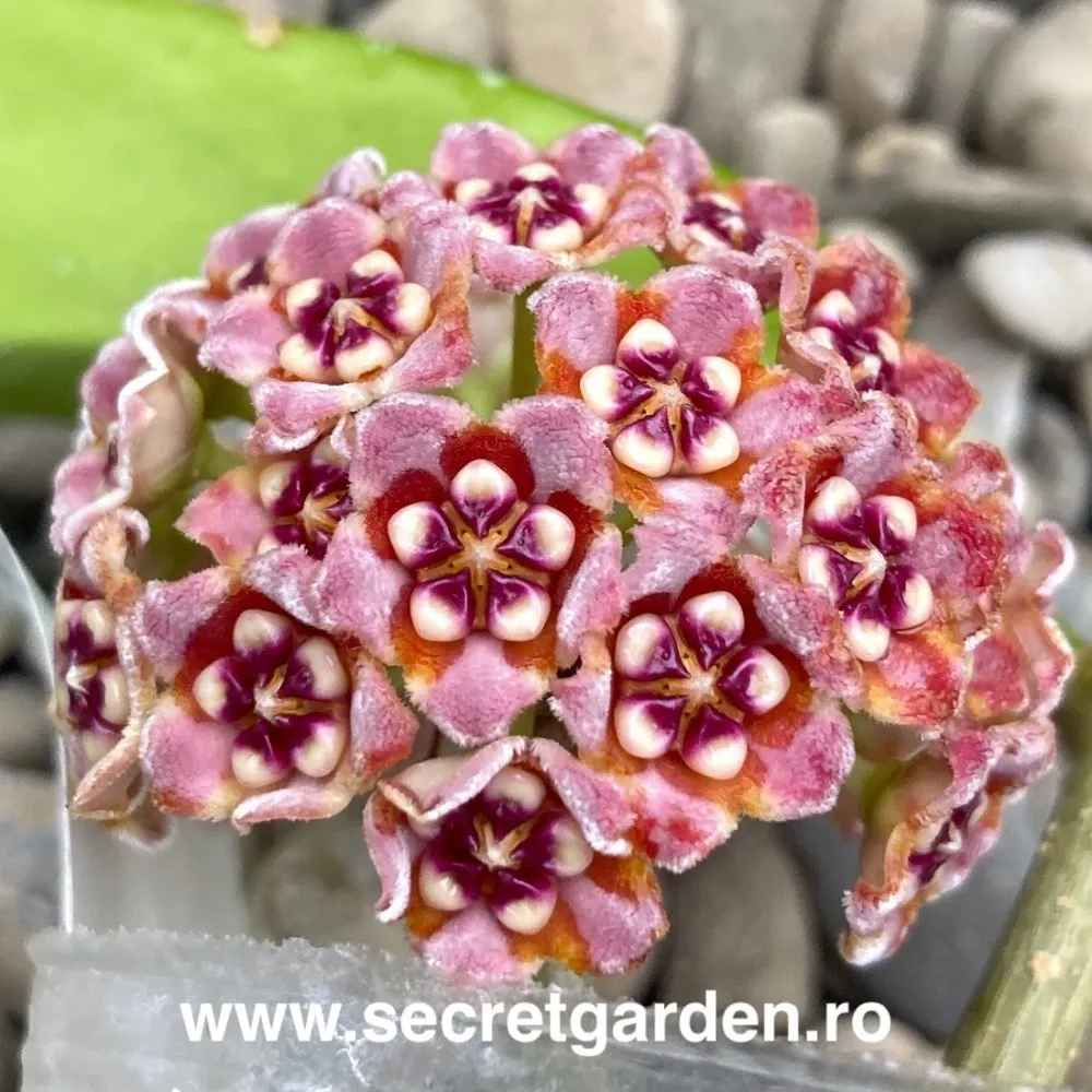 Hoya meliflua - flori parfumate (parfum de ciocolata)