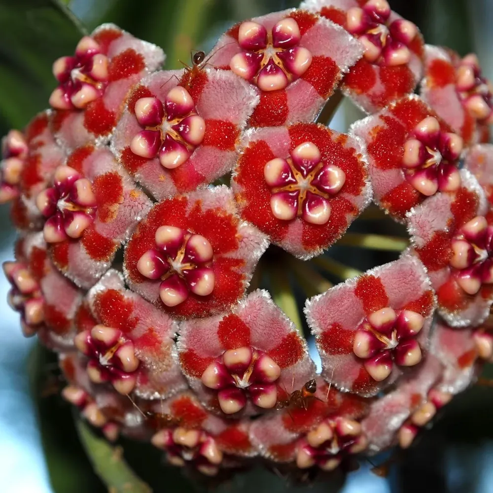 Hoya meliflua - flori parfumate (parfum de ciocolata)