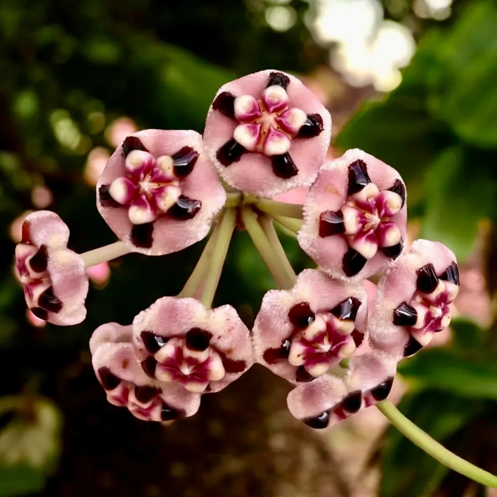 Hoya meliflua - flori parfumate (parfum de ciocolata)
