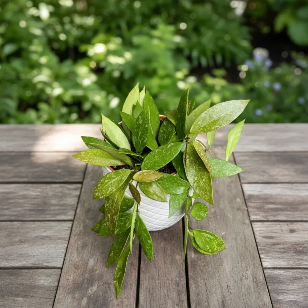 Hoya memoria, full pots - ghiveci 12 cm