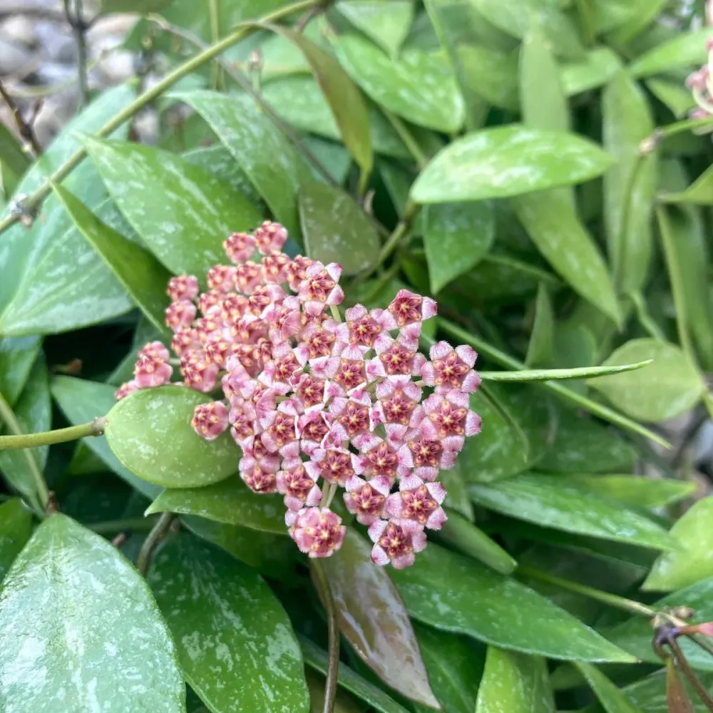 Hoya memoria, full pots - ghiveci 12 cm
