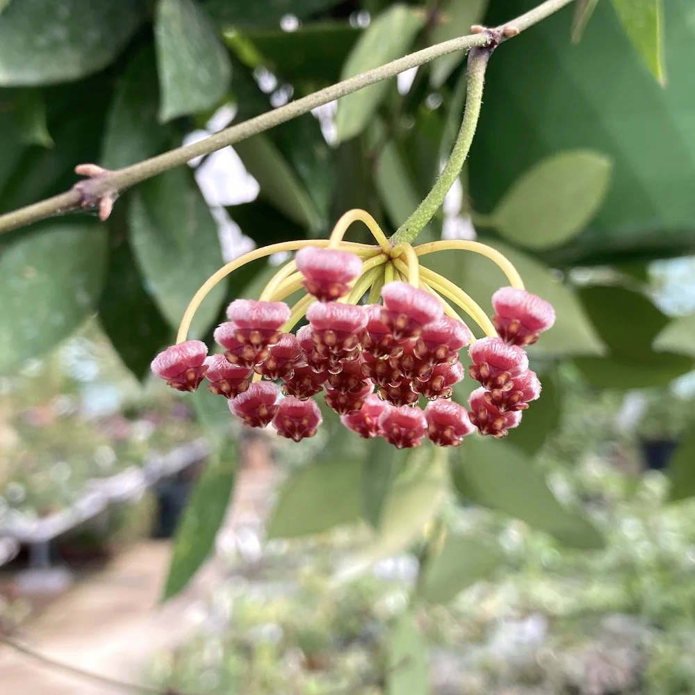 Hoya memoria - parfum de caramel D6