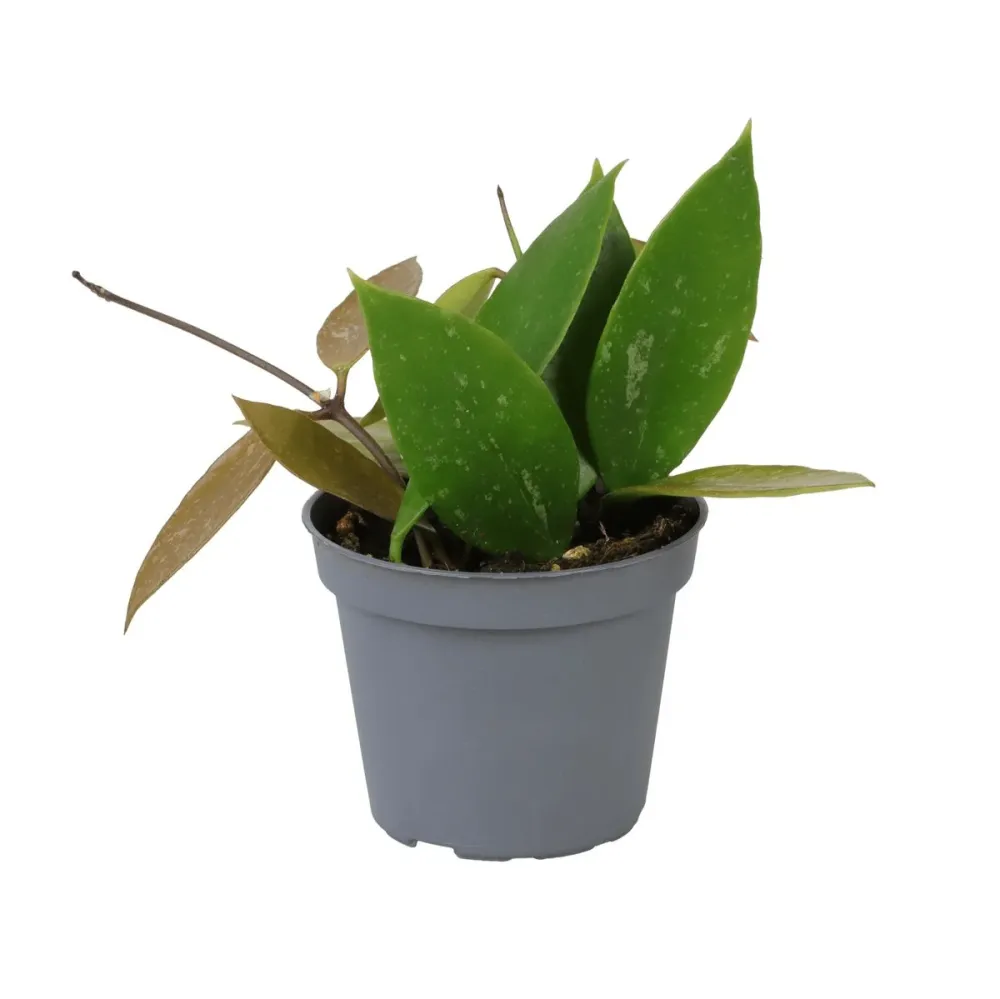 Hoya memoria - parfum de caramel D6