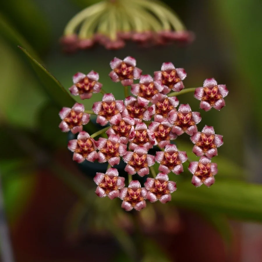 Hoya memoria - parfum de caramel D6