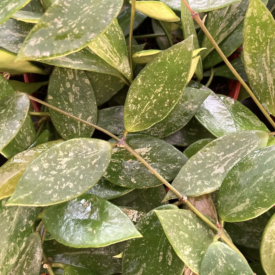 Hoya memoria - parfum de caramel D6