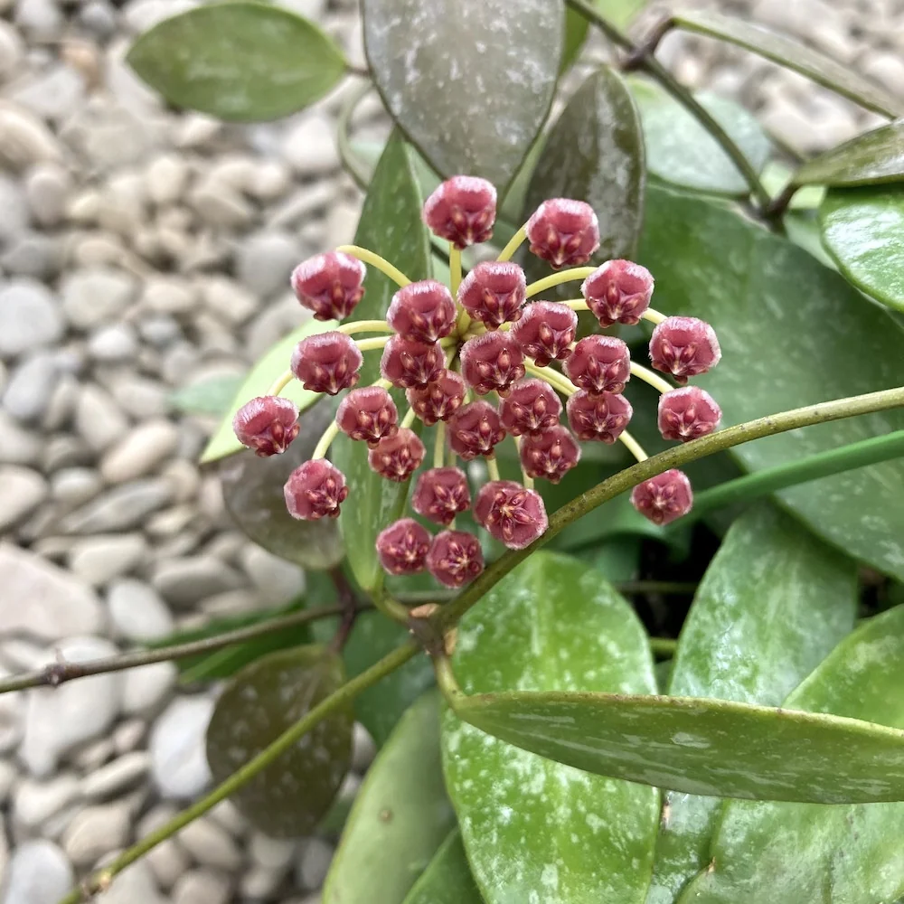 Hoya memoria - parfum de caramel D6