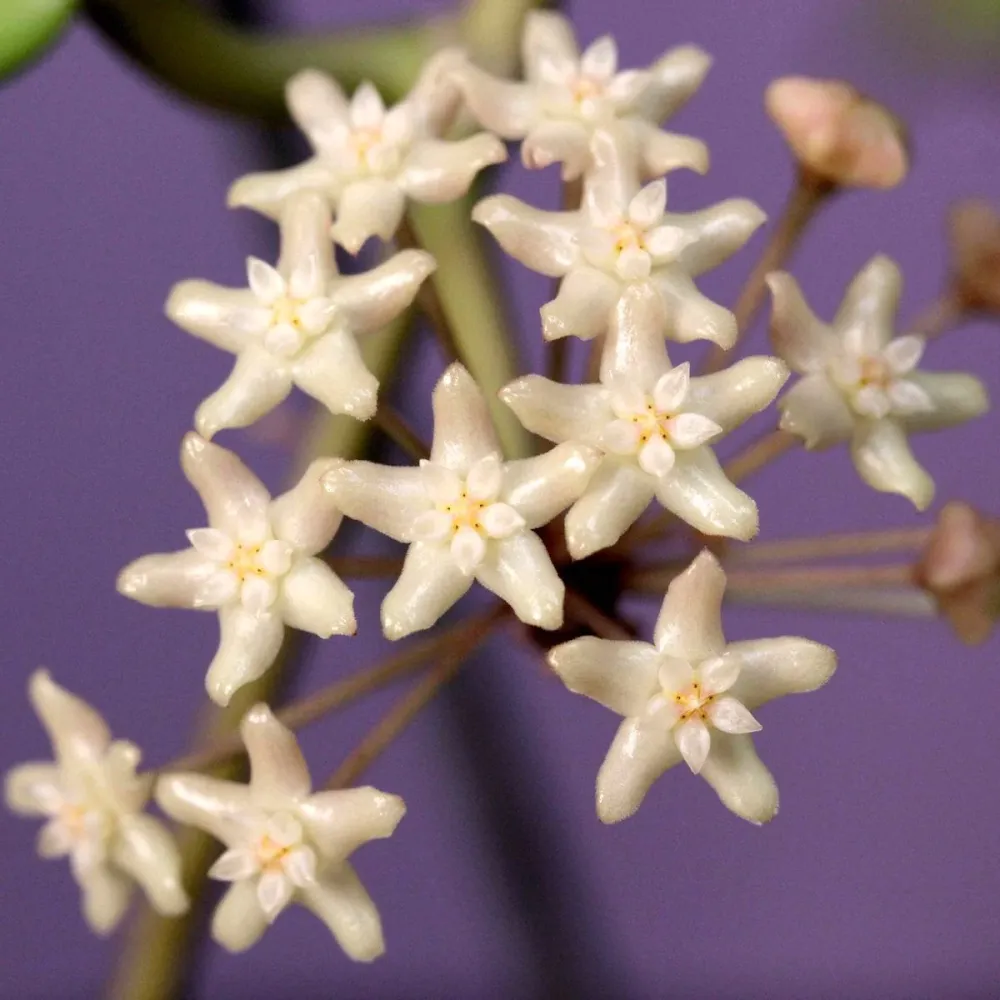 Hoya merrillii