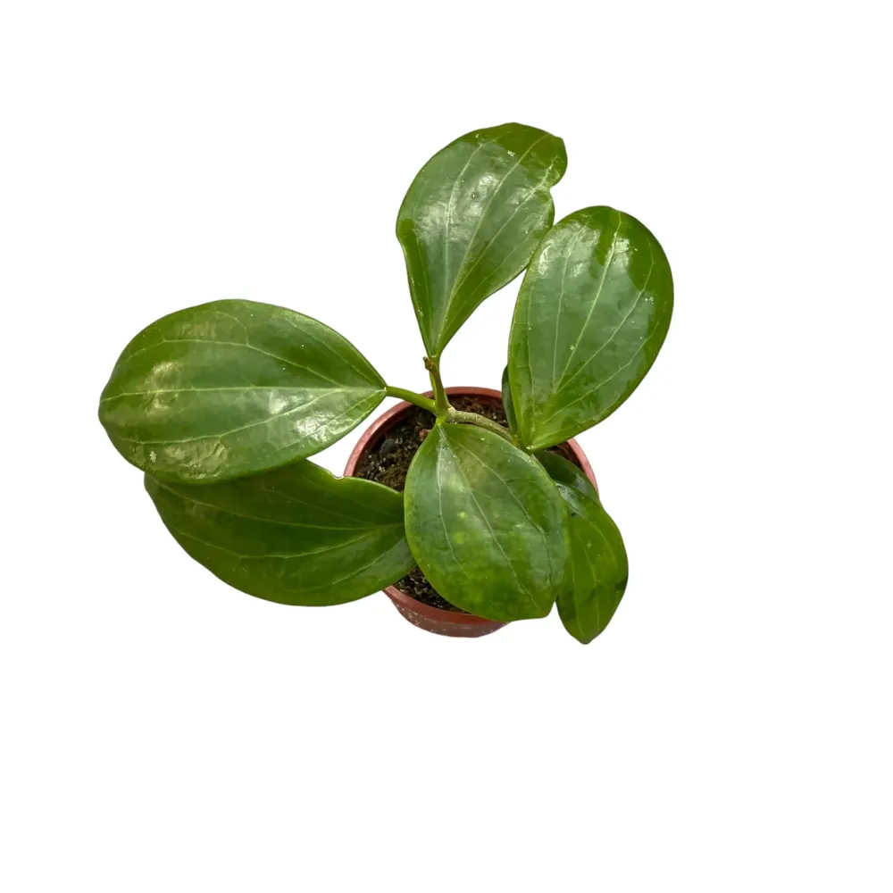Hoya merrillii