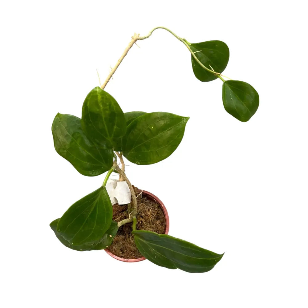 Hoya merrillii