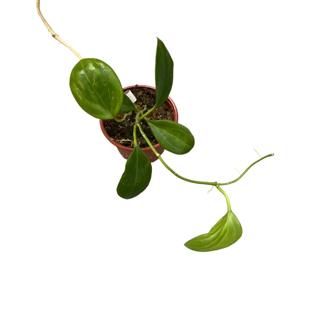 Hoya merrillii