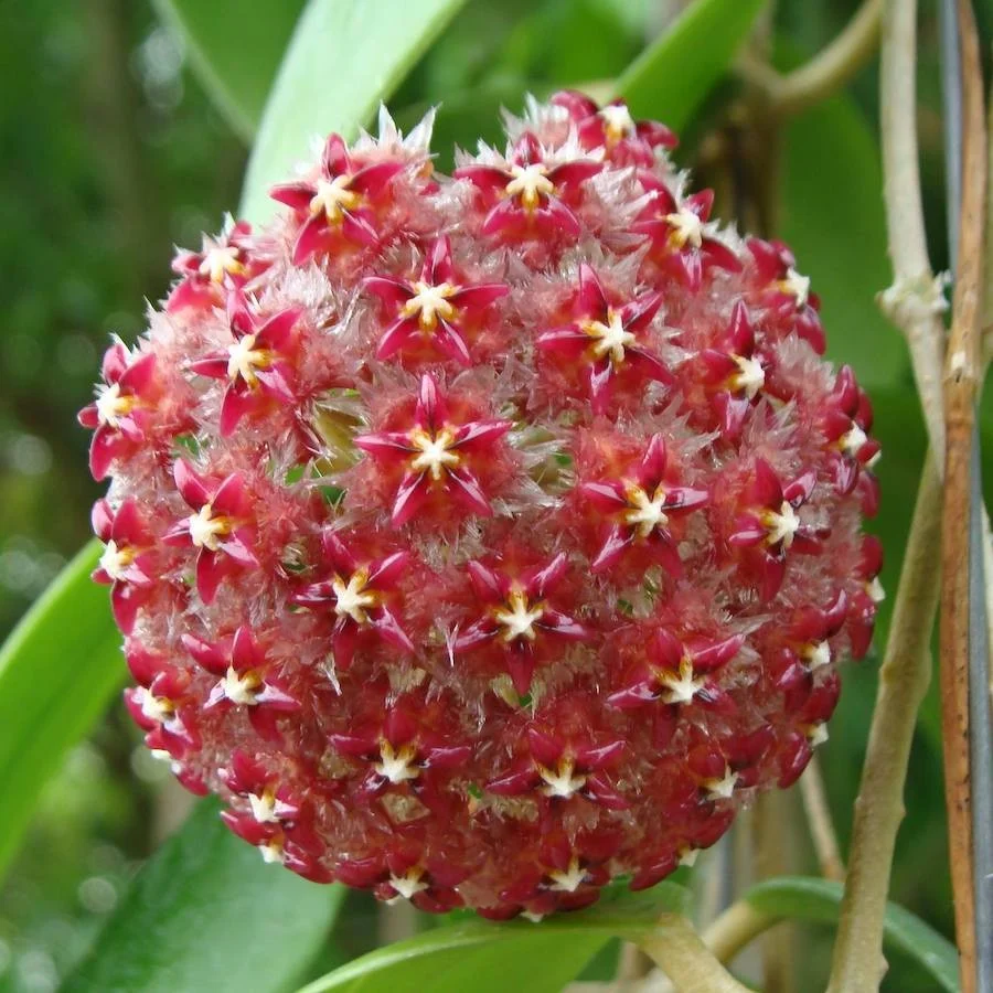 Hoya mindorensis 'Red' - parfumata (exemplare dezvoltate)