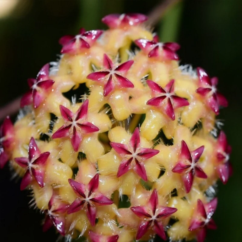 Hoya mindorensis 'Red Star' (exemplare dezvoltate)