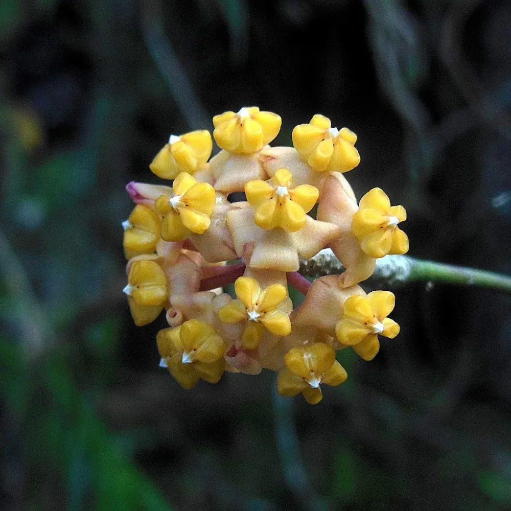 Hoya myrmecopa 'Yellow'