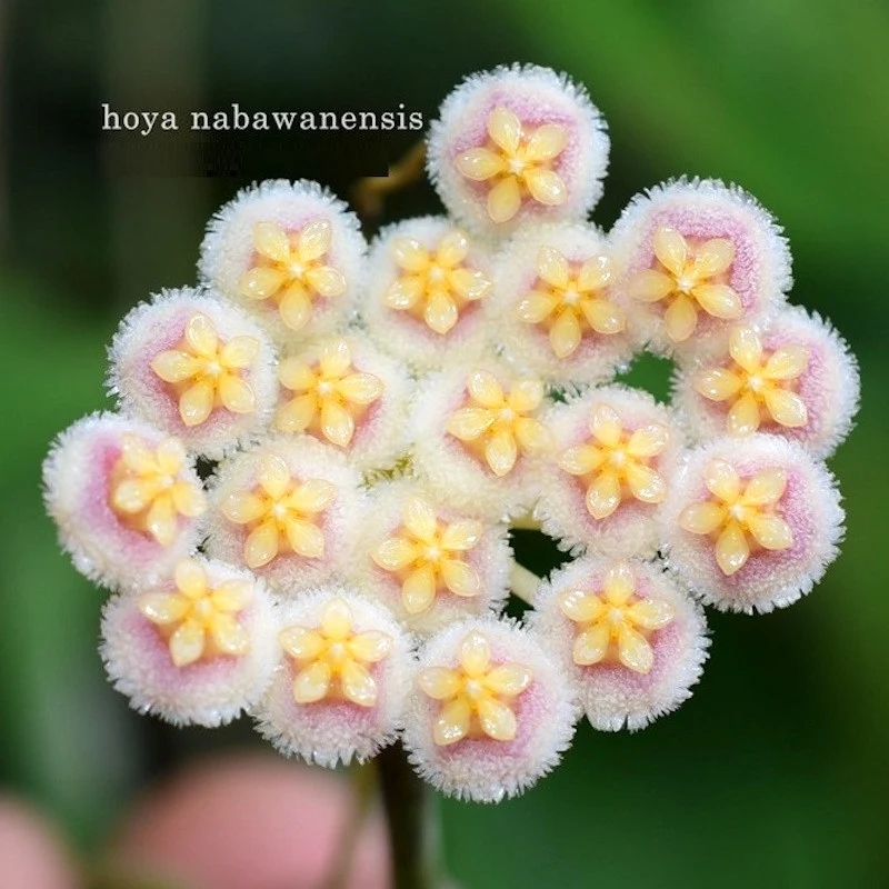 Hoya nabawanensis (splash leaves)