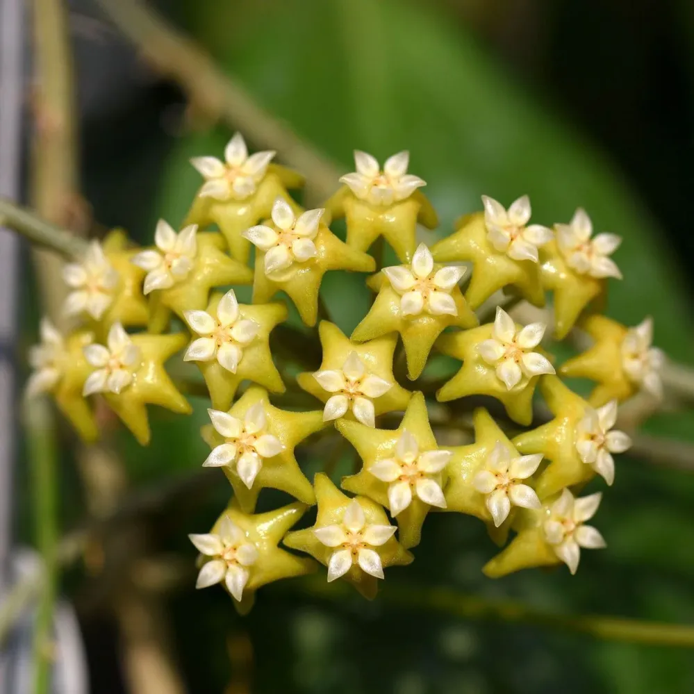 Hoya nicholsoniae - flori parfumate