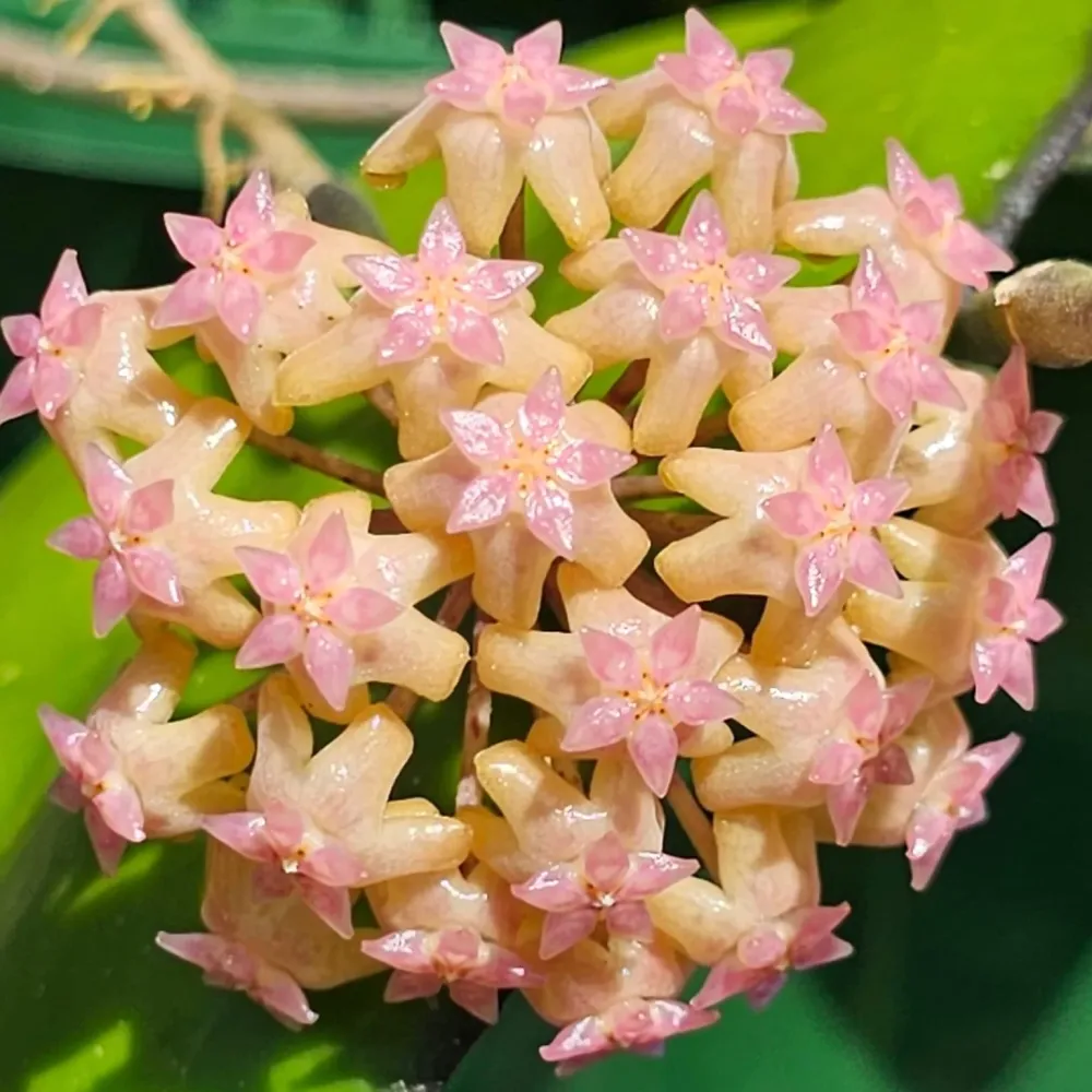 Hoya 'Noelle' - flori parfumate, exemplare dezvoltate