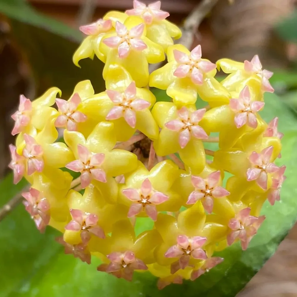 Hoya 'Noelle' - flori parfumate, exemplare dezvoltate
