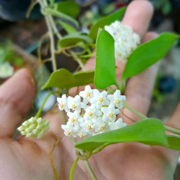 Hoya nummularioides 'Yellow' - flori parfumate, exemplare dezvoltate