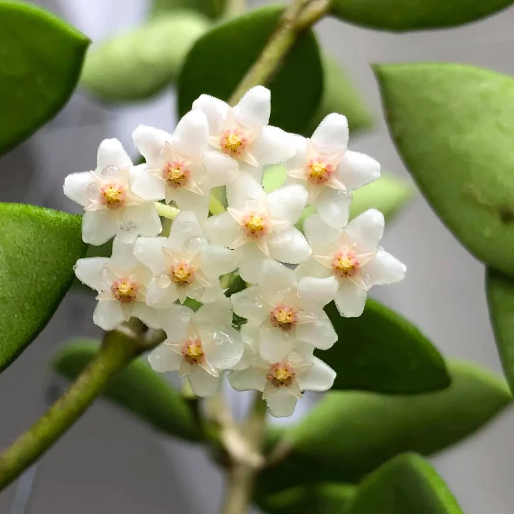 Hoya nummularioides 'Yellow' - flori parfumate, exemplare dezvoltate