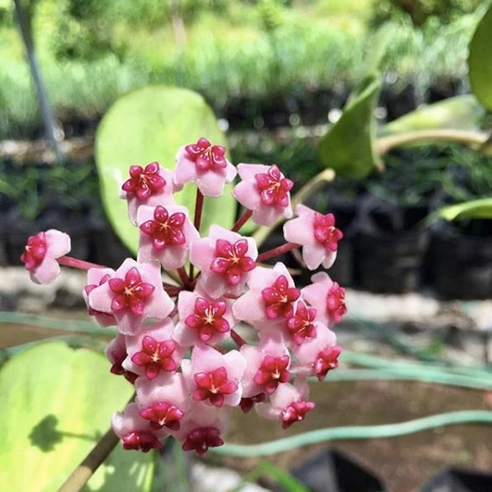 Hoya obovata 'Variegata' - flori parfumate