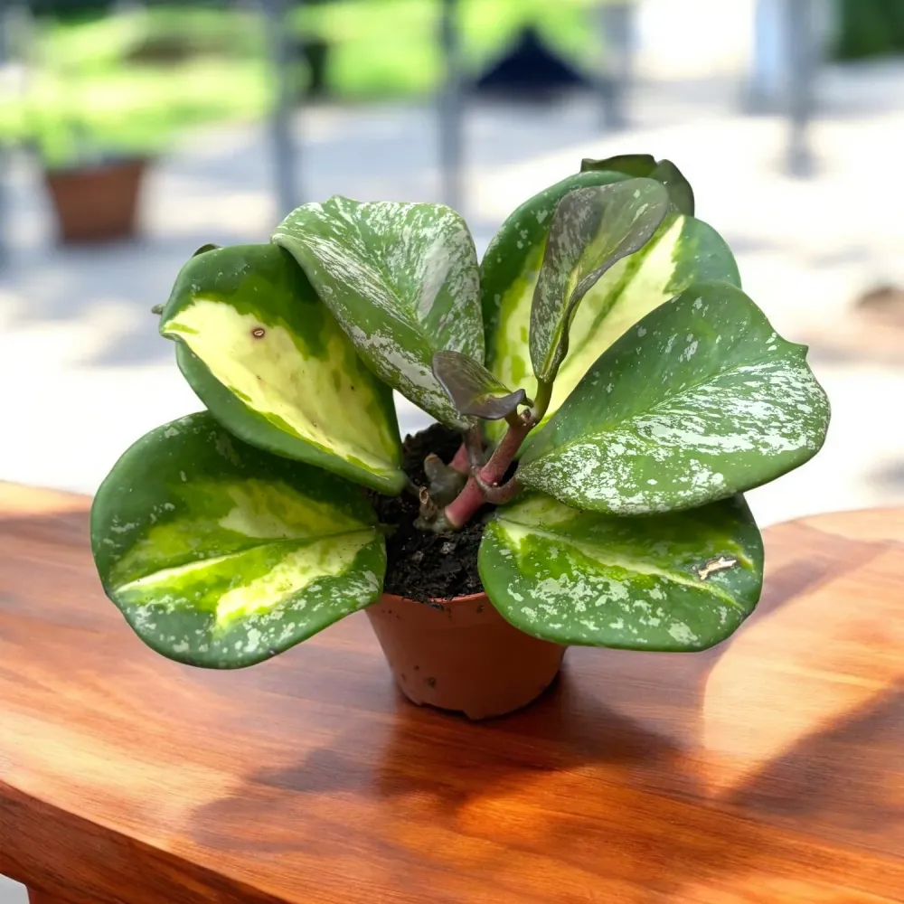 Hoya obovata 'Variegata Splash'