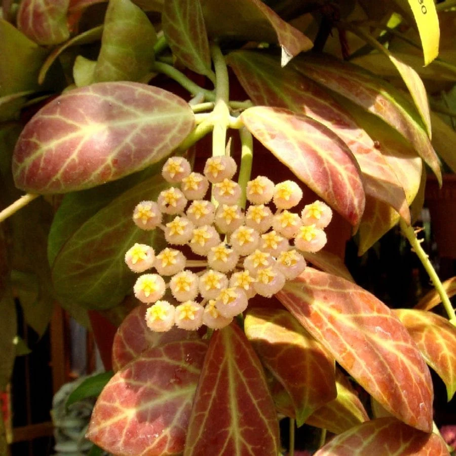 Hoya obscura - exemplare dezvoltate