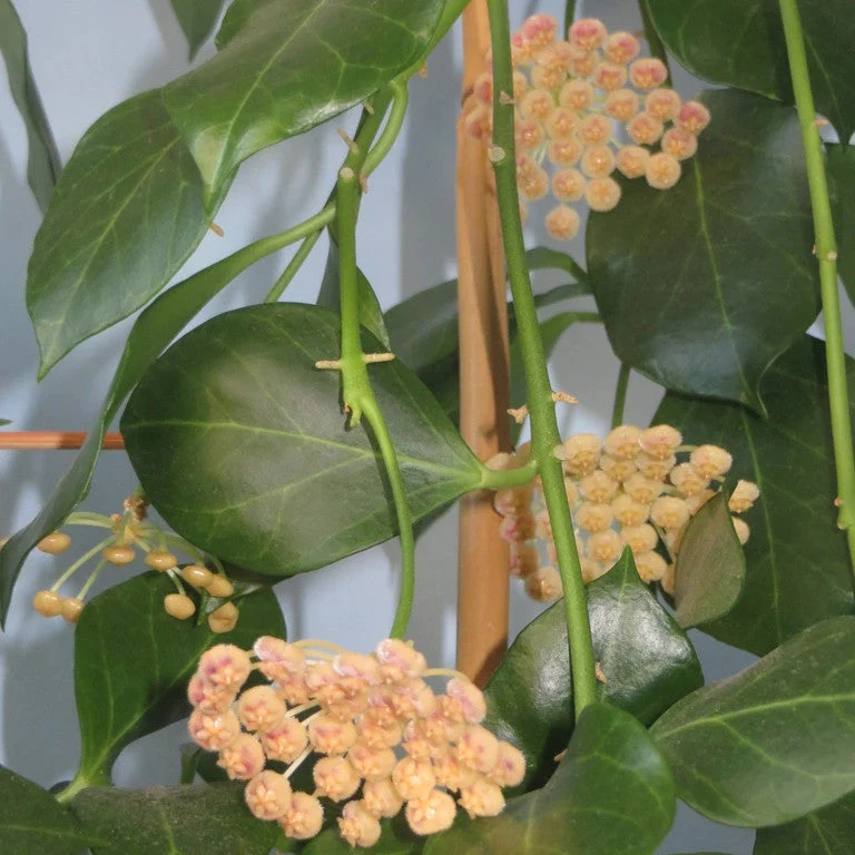 Hoya obscura - exemplare dezvoltate