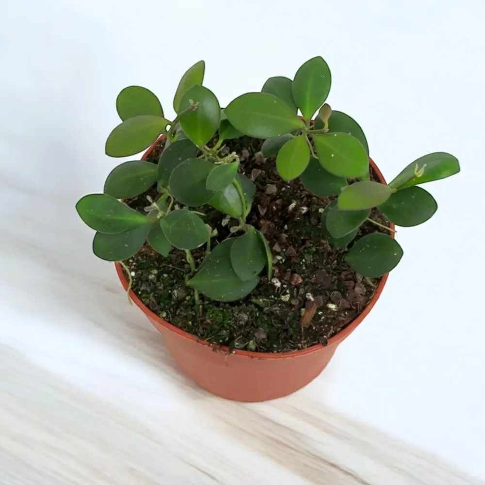 Hoya panchoi (IML0228)