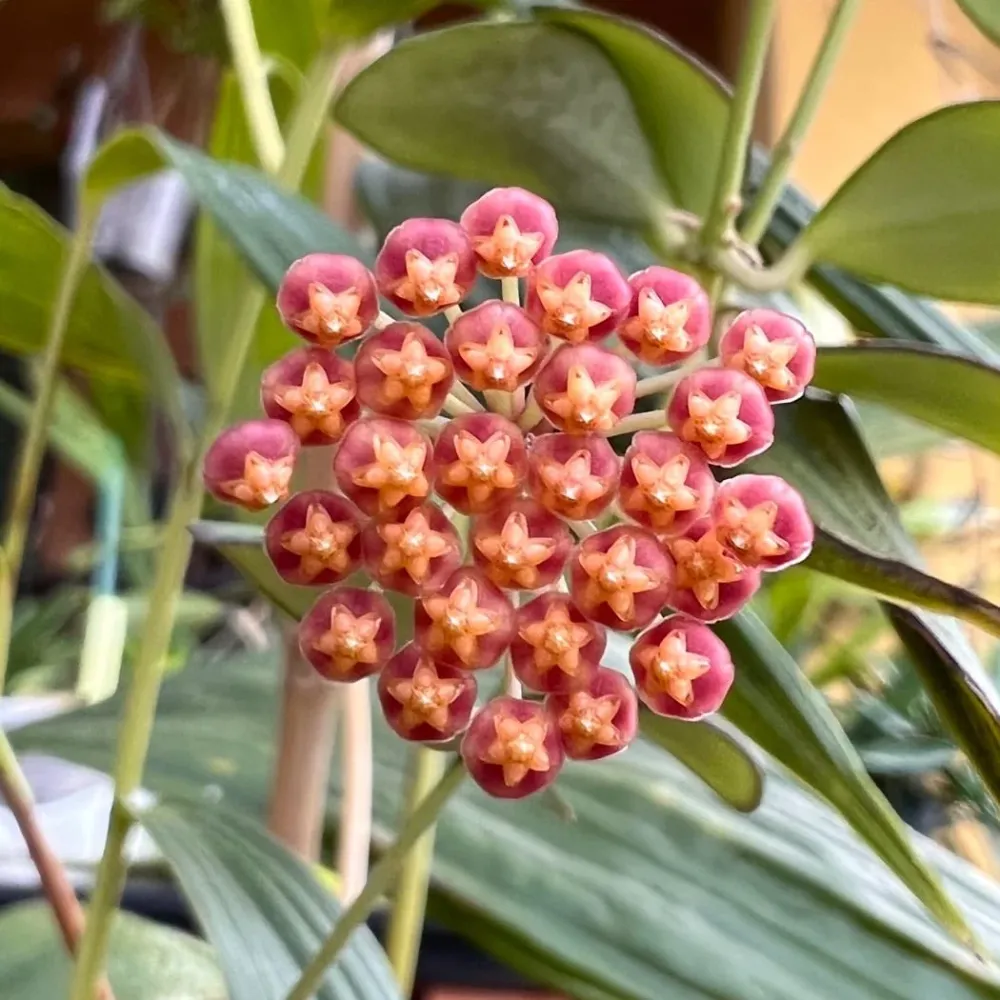 Hoya panchoi (IML0228)