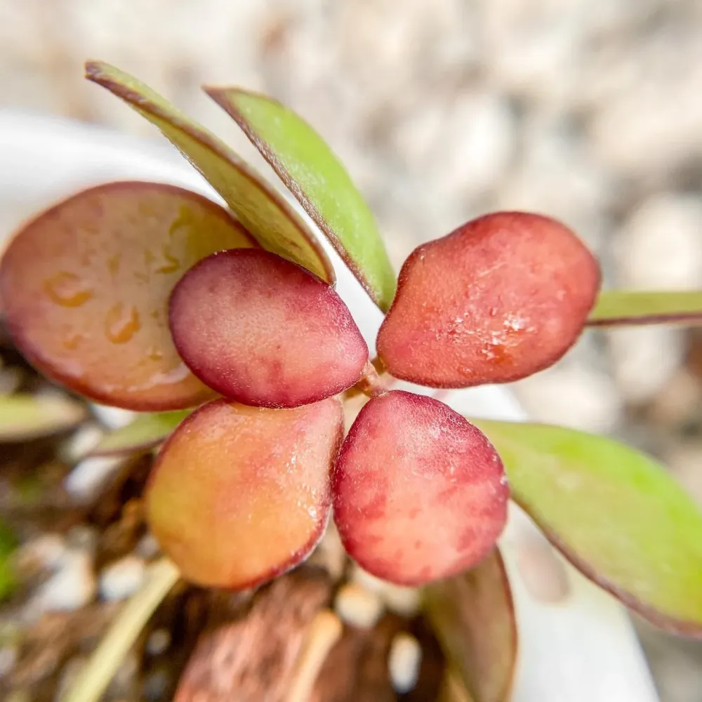 Hoya panchoi (IML0228)
