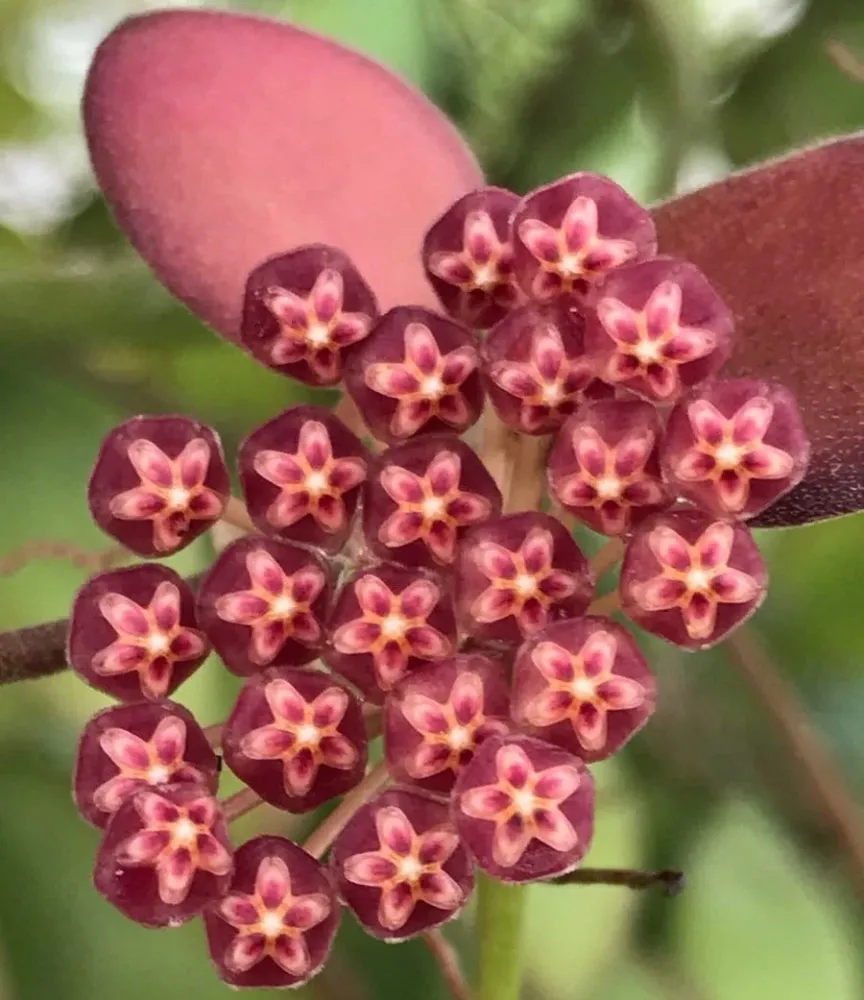 Hoya panchoi (IML0228)