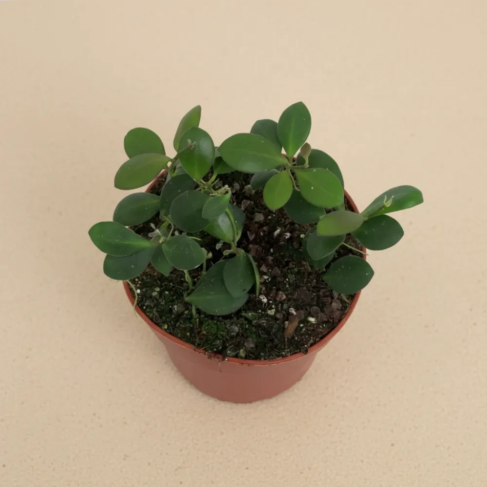Hoya panchoi (IML0228)