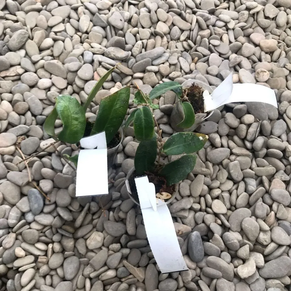 Hoya patella - flori parfumate
