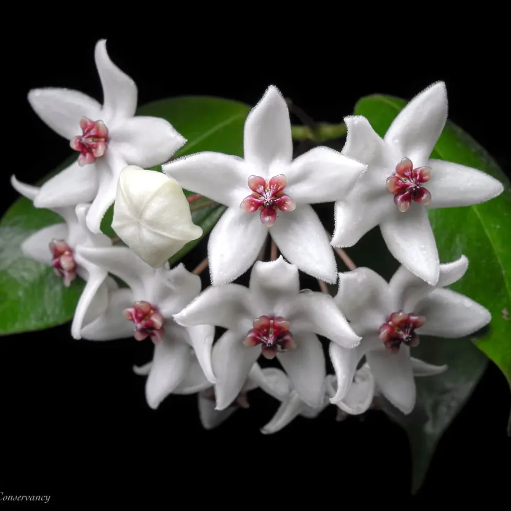 Hoya paziae