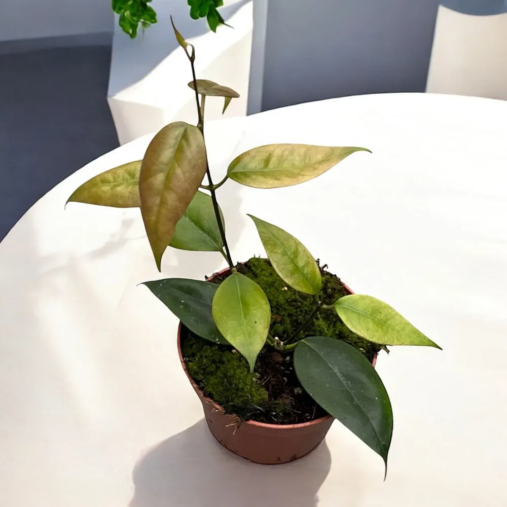 Hoya paziae - exemplare dezvoltate