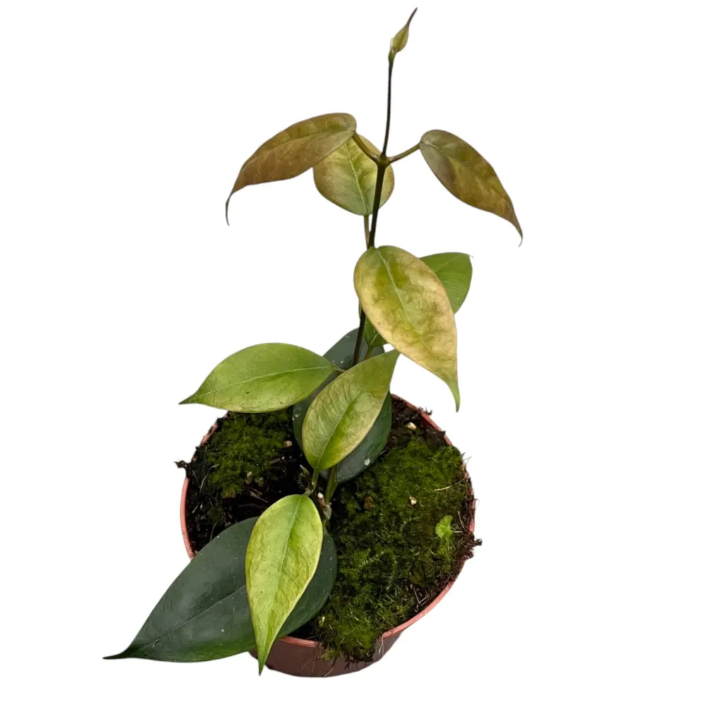 Hoya paziae - exemplare dezvoltate