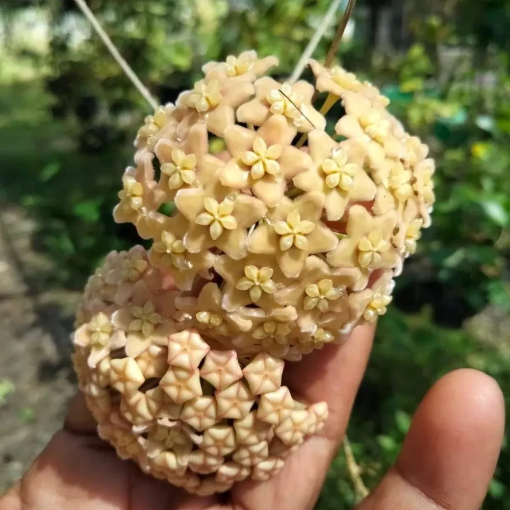 Hoya sp. PNG SV 422