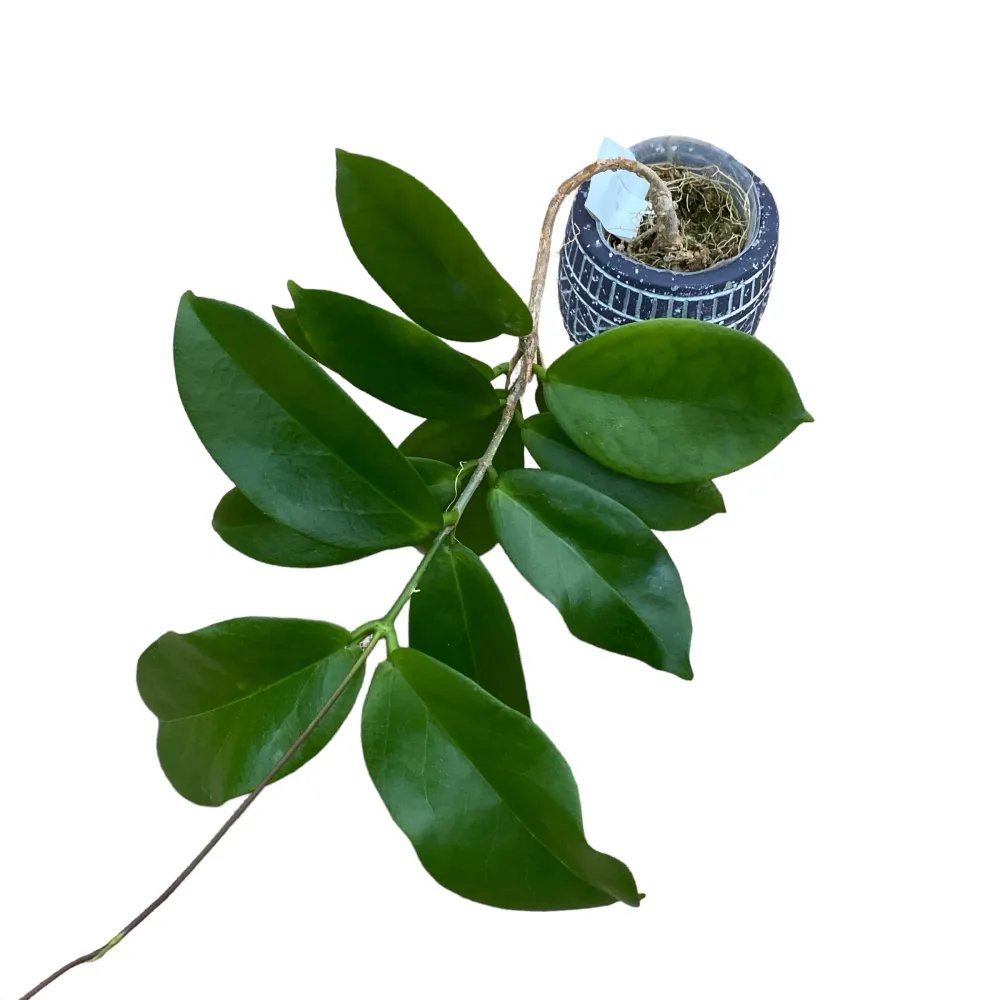 Hoya sp. PNG SV 422