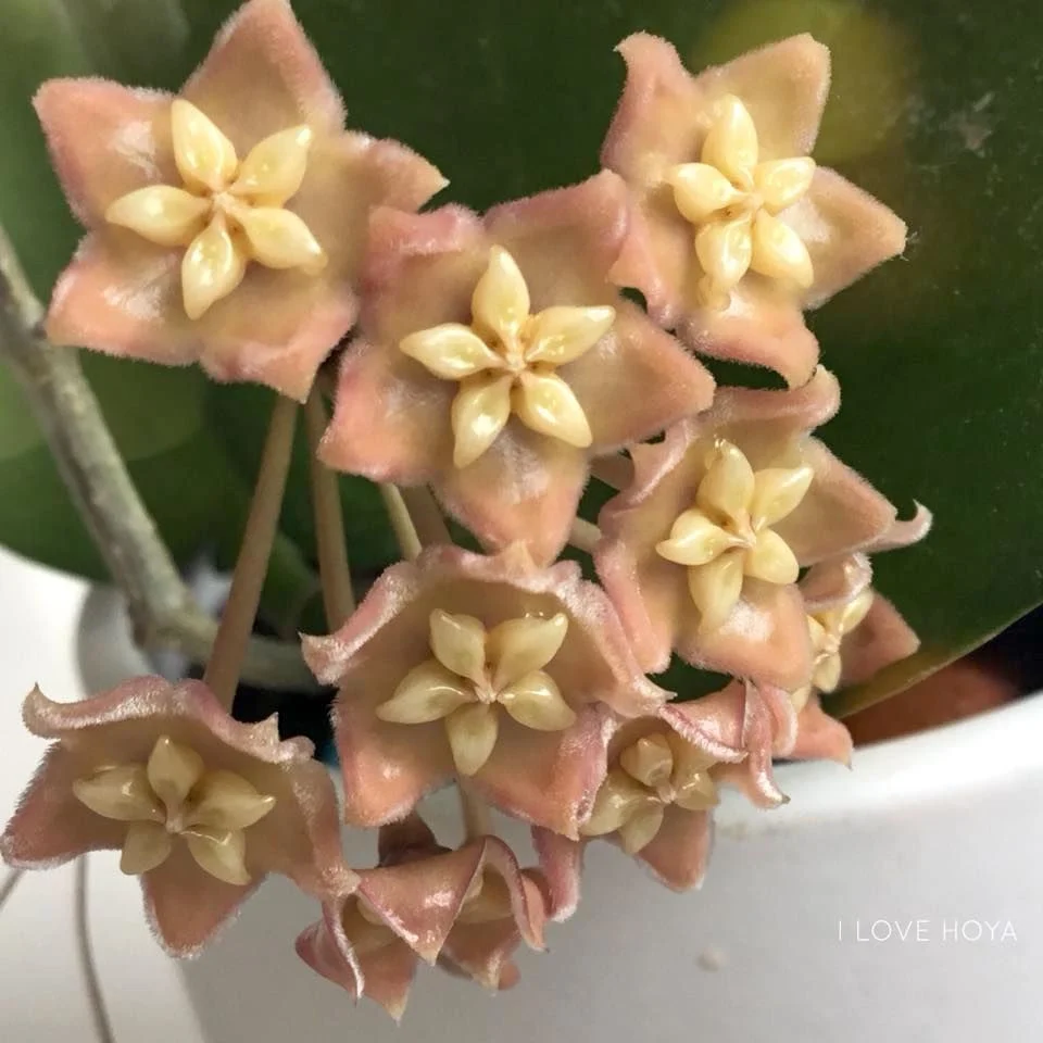Hoya sp. PNG SV 422